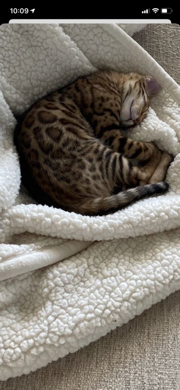 Beauties and Beasts is a state-licensed 501(c)(3) death row rescue located in Wichita, Kansas. . Bengal kittens for sale wichita ks